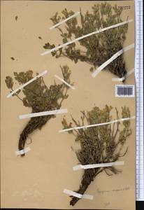 Змееголовник Комарова Lipsky, Средняя Азия и Казахстан, Западный Тянь-Шань и Каратау (M3)