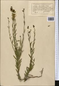 Льнянка остролопастная Fisch. ex Rchb., Средняя Азия и Казахстан, Джунгарский Алатау и Тарбагатай (M5) (Казахстан)