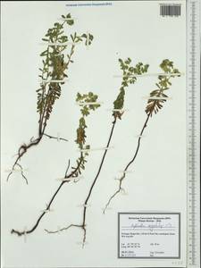 Euphorbia segetalis L., Западная Европа (EUR) (Португалия)