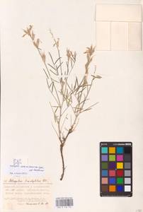 Astragalus astrachanicus Sytin & Laktionov, Восточная Европа, Нижневолжский район (E9) (Россия)