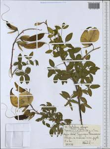 Crotalaria agatiflora subsp. erlangeri Baker f., Африка (AFR) (Эфиопия)