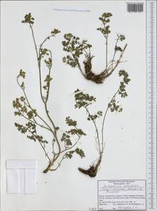 Katapsuxis silaifolia (Jacq.) Reduron, Charpin & Pimenov, Западная Европа (EUR) (Греция)