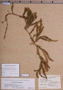 Spinulum annotinum subsp. annotinum, Сибирь, Алтай и Саяны (S2) (Россия)