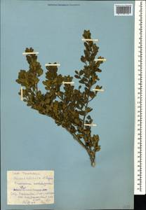 Самшит вечнозеленый, Самшит обыковенный L., Кавказ, Грузия (K4) (Грузия)