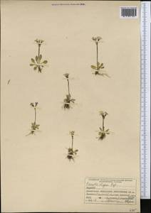 Primula warshenewskiana subsp. olgae (Regel) Halda, Средняя Азия и Казахстан, Памир и Памиро-Алай (M2) (Киргизия)