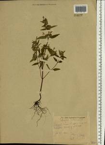 Пикульник ладанниковый L., Восточная Европа, Восточный район (E10) (Россия)