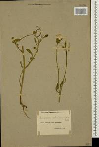 Scorzonera laciniata f. decumbens (Guss.) O. Bolòs & Vigo, Кавказ, Армения (K5) (Армения)