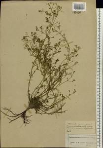 Cynanchica pyrenaica subsp. cynanchica (L.) P.Caputo & Del Guacchio, Восточная Европа, Центральный лесостепной район (E6) (Россия)