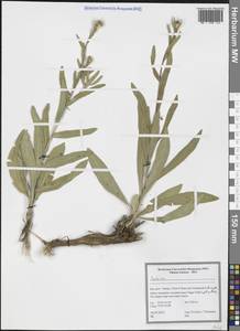 Василек, Зарубежная Азия (ASIA) (Иран)