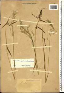 Avenula pubescens (Huds.) Dumort., Кавказ (без точных местонахождений) (K0)