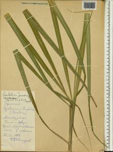 Loudetia arundinacea (Hochst. ex A.Rich.) Hochst. ex Steud., Африка (AFR) (Эфиопия)