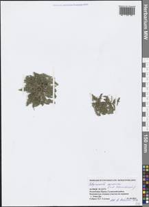 Хруплявник полевой L., Крым (KRYM) (Россия)