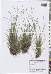 Осока плевельная L., Сибирь, Центральная Сибирь (S3) (Россия)