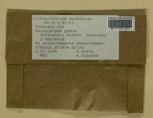 Dicranodontium denudatum (Brid.) E. Britton, Гербарий мохообразных, Мхи - Центральное Нечерноземье (B6) (Россия)
