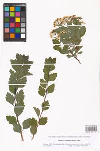 Spiraea ×vanhouttei (Briot) Zabel, Восточная Европа, Московская область и Москва (E4a) (Россия)