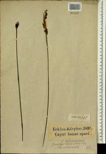 Elegia nuda (Rottb.) Kunth, Африка (AFR) (ЮАР)