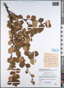 Береза кустарниковая Pall., Сибирь, Якутия (S5) (Россия)