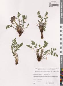 Вздутоплодник волосистый (Turcz. ex Fisch. & C.A.Mey.) Turcz. ex Ledeb., Сибирь, Чукотка и Камчатка (S7) (Россия)