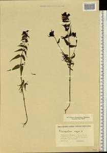 Rhinanthus serotinus var. vernalis (N. W. Zinger) Janch., Восточная Европа, Северо-Украинский район (E11) (Украина)
