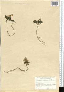 Corydalis chionophila, Средняя Азия и Казахстан, Копетдаг, Бадхыз, Малый и Большой Балхан (M1) (Туркмения)