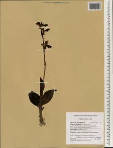 Ophrys fusca Link, Зарубежная Азия (ASIA) (Кипр)