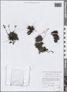 Камнеломка Стеллера Merklein ex Ser., Сибирь, Дальний Восток (S6) (Россия)