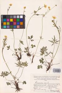 Лютик едкий L., Восточная Европа, Северный район (E1) (Россия)