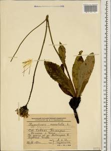 Trommsdorffia maculata (L.) Bernh., Кавказ, Ставропольский край, Карачаево-Черкесия, Кабардино-Балкария (K1b) (Россия)