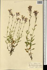 Смолевка ползучая Patrin, Монголия (MONG) (Монголия)