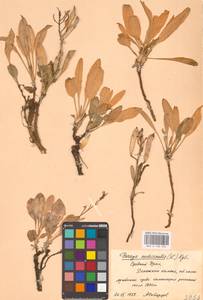 Паррия голостебельная (L.) Regel, Восточная Европа, Восточный район (E10) (Россия)