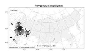 Polygonatum multiflorum, Купена многоцветковая (L.) All., Атлас флоры России (FLORUS) (Россия)