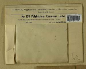 Polytrichum formosum Hedw., Гербарий мохообразных, Мхи - Западная Европа (BEu) (Чехия)