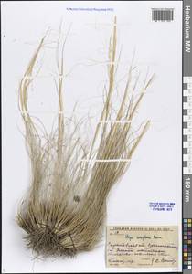 Ковыль сарепский A.K.Becker, Восточная Европа, Нижневолжский район (E9) (Россия)