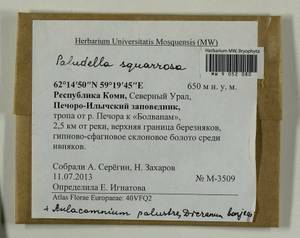 Aulacomnium palustre (Hedw.) Schwägr., Гербарий мохообразных, Мхи - Архангельская и Вологодская области, Коми, Ненецкий АО (B7) (Россия)