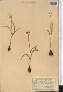 Тюльпан четырехлистный Regel, Средняя Азия и Казахстан, Северный и Центральный Тянь-Шань (M4) (Киргизия)