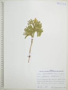 Dendrolycopodium obscurum (L.) A.Haines, Сибирь, Дальний Восток (S6) (Россия)