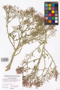 Катран татарский Sebeók, Восточная Европа, Восточный район (E10) (Россия)