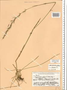 Avenula pubescens (Huds.) Dumort., Восточная Европа, Белоруссия (E3a) (Белоруссия)