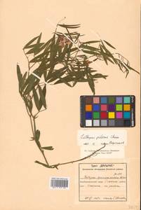 Lathyrus palustris subsp. palustris, Сибирь, Дальний Восток (S6) (Россия)