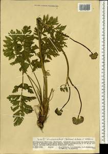 Жабрица заостренная (Schrenk) Pimenov & Sdobnina, Монголия (MONG) (Монголия)