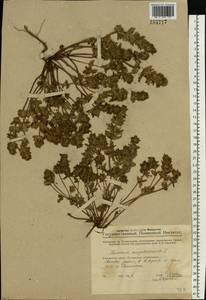 Яснотка стеблеобъемлющая L., Восточная Европа, Средневолжский район (E8) (Россия)