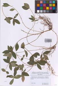 Барвинок малый L., Восточная Европа, Московская область и Москва (E4a) (Россия)