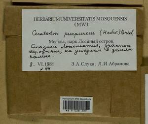 Ceratodon purpureus (Hedw.) Brid., Гербарий мохообразных, Мхи - Москва и Московская область (B6a) (Россия)