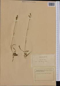 Silene ciliata subsp. graefferi (Guss.) Nyman, Западная Европа (EUR) (Франция)