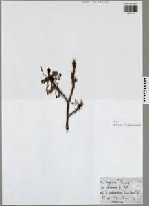 Quercus robur subsp. robur, Восточная Европа, Центральный район (E4) (Россия)