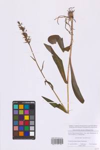 Пальчатокоренник Фукса (Druce) Soó, Восточная Европа, Московская область и Москва (E4a) (Россия)