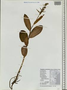Galearis camtschatica (Cham.) X.H.Jin, Schuit. & W.T.Jin, Сибирь, Чукотка и Камчатка (S7) (Россия)