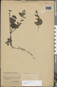 Козлятник восточный Lam., Кавказ, Ставропольский край, Карачаево-Черкесия, Кабардино-Балкария (K1b) (Россия)