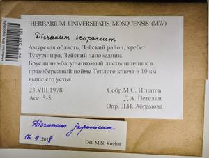 MW 9 035 068, Dicranum japonicum Mitt., Гербарий мохообразных, Мхи - Дальний Восток (без Чукотки и Камчатки) (B20) (Россия)