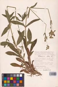 Дрема белая (Mill.) Greuter & Burdet, Восточная Европа, Нижневолжский район (E9) (Россия)